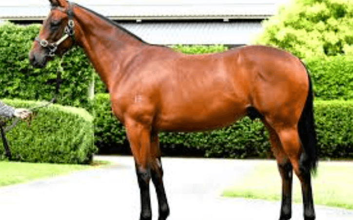 What Makes a Perfect Racehorse?